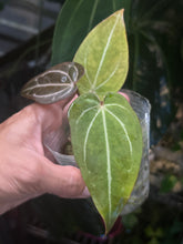 Load image into Gallery viewer, Anthurium Black Widow x Michelle division
