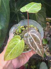Load image into Gallery viewer, Anthurium Black Widow x Michelle division
