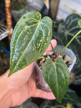 Load image into Gallery viewer, Anthurium Black Widow x Michelle division
