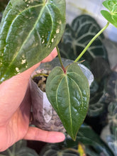 Load image into Gallery viewer, Anthurium Black Widow x Michelle division
