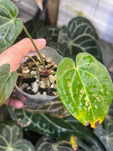 Load image into Gallery viewer, Anthurium Black Widow x Michelle division

