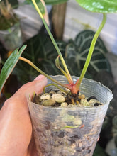 Load image into Gallery viewer, Anthurium Black Widow x Michelle division
