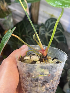 Anthurium Black Widow x Michelle division