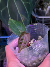 Load image into Gallery viewer, Anthurium Black Widow x Michelle division
