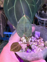 Load image into Gallery viewer, Anthurium Black Widow x Michelle division
