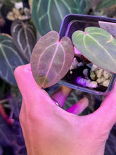 Load image into Gallery viewer, Anthurium Black Widow x Michelle division
