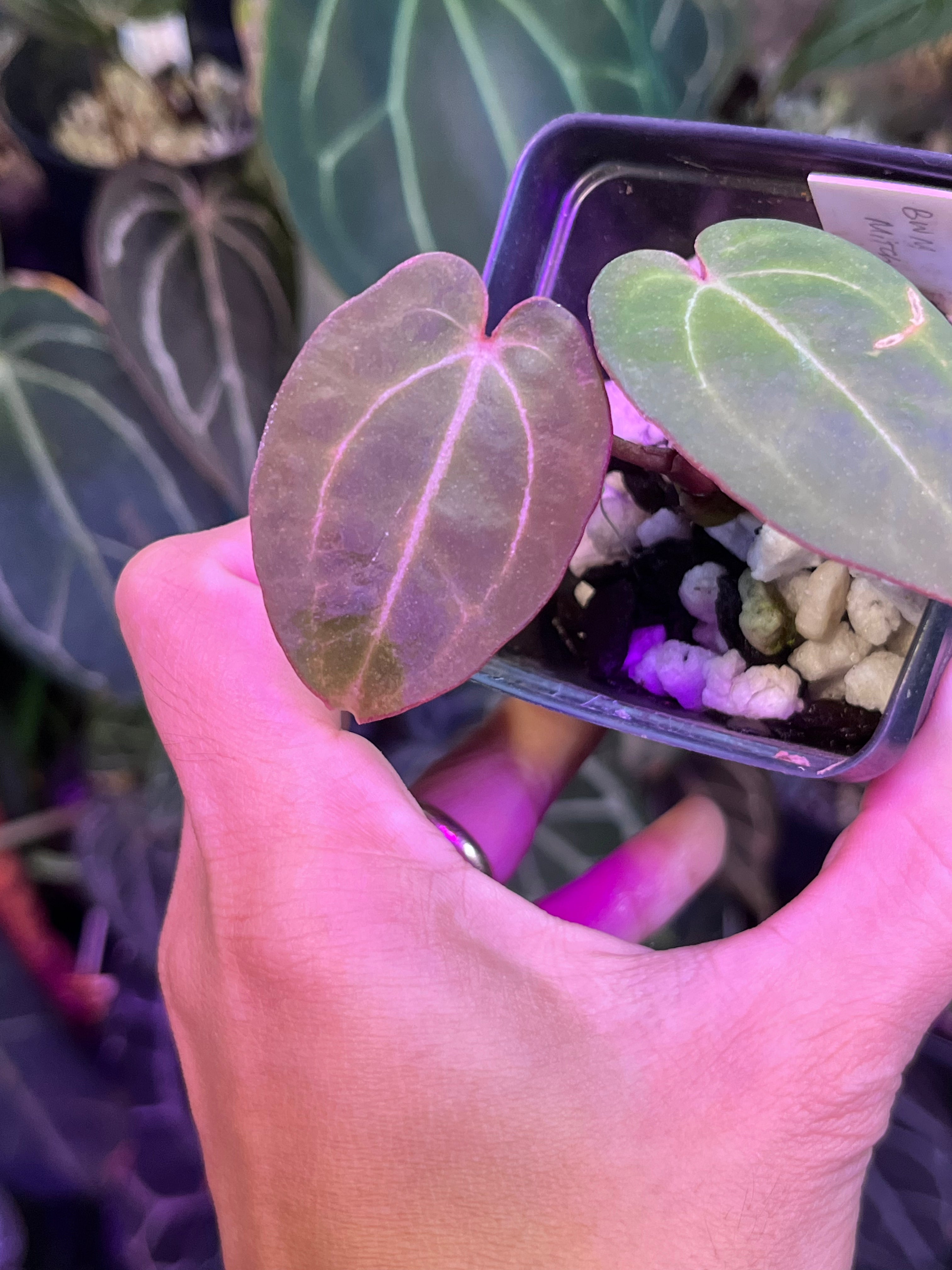 Anthurium Black Widow x Michelle division – TanAsianWithPlants