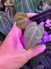 Load image into Gallery viewer, Anthurium Black Widow x Michelle division
