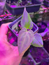 Load image into Gallery viewer, Anthurium Black Widow x Michelle division
