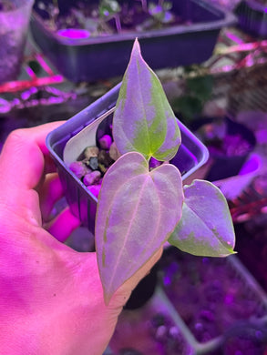 tanasianwithplants – TanAsianWithPlants
