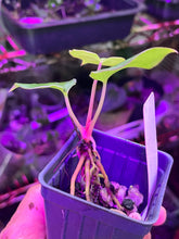 Load image into Gallery viewer, Anthurium Black Widow x Michelle division
