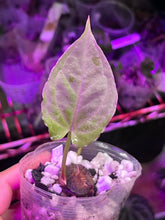 Load image into Gallery viewer, Anthurium (Black Widow x Michelle) x (self) (Tezula) division

