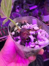 Load image into Gallery viewer, Anthurium (Black Widow x Michelle) x (self) (Tezula) division
