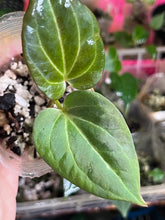 Load image into Gallery viewer, Anthurium Black Widow x Michelle division
