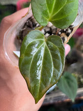 Load image into Gallery viewer, Anthurium Black Widow x Michelle division

