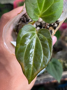 Anthurium Black Widow x Michelle division – TanAsianWithPlants