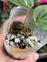 Load image into Gallery viewer, Anthurium Black Widow x Michelle division
