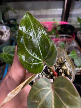 Load image into Gallery viewer, Anthurium Black Widow x Michelle division

