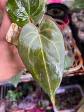 Load image into Gallery viewer, Anthurium Black Widow x Michelle division
