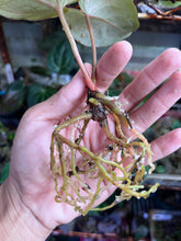 Load image into Gallery viewer, Anthurium Black Widow x Michelle division
