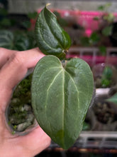 Load image into Gallery viewer, Anthurium Black Widow x Michelle division
