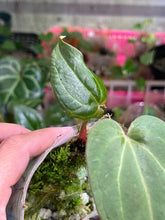 Load image into Gallery viewer, Anthurium Black Widow x Michelle division
