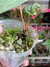 Load image into Gallery viewer, Anthurium Black Widow x Michelle division
