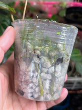 Load image into Gallery viewer, Anthurium Black Widow x Michelle division

