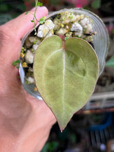 Load image into Gallery viewer, Anthurium Lynette division
