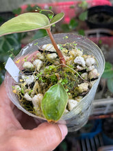 Load image into Gallery viewer, Anthurium Lynette division
