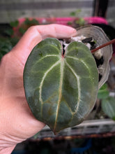 Load image into Gallery viewer, Anthurium Black Widow x Michelle division
