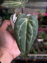 Load image into Gallery viewer, Anthurium Black Widow x Michelle division
