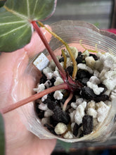 Load image into Gallery viewer, Anthurium Black Widow x Michelle division
