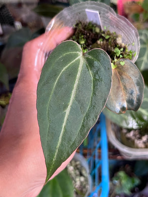 tanasianwithplants – TanAsianWithPlants