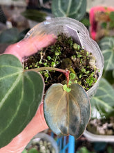 Load image into Gallery viewer, Anthurium Black Widow x Michelle division
