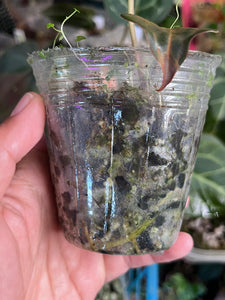 Anthurium Black Widow x Michelle division – TanAsianWithPlants
