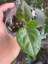 Load image into Gallery viewer, Anthurium Black Widow x Michelle division
