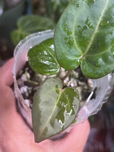 Load image into Gallery viewer, Anthurium Black Widow x Michelle division
