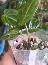 Load image into Gallery viewer, Anthurium Black Widow x Michelle division
