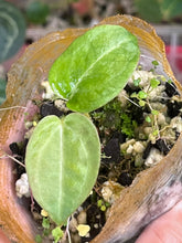 Load image into Gallery viewer, Anthurium Black Widow x Michelle division
