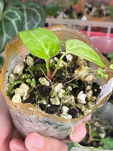 Load image into Gallery viewer, Anthurium Black Widow x Michelle division

