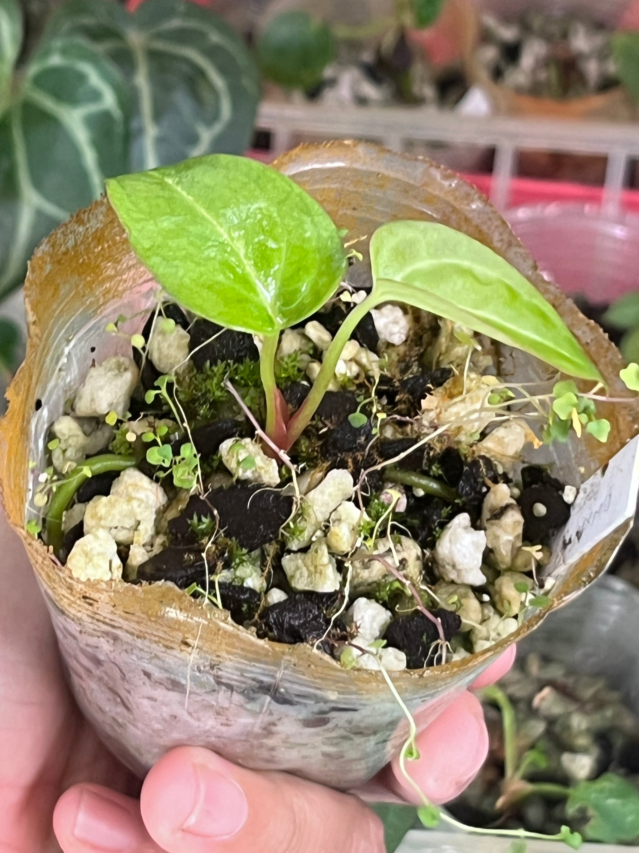 Anthurium – TanAsianWithPlants