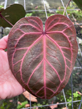 Load image into Gallery viewer, Anthurium Red Crystallinum Tezula large

