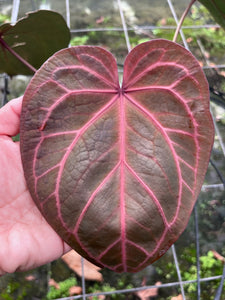 Anthurium Red Crystallinum Tezula large
