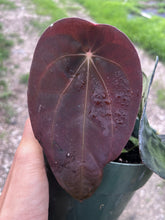 Load image into Gallery viewer, Anthurium Black Widow x Michelle division
