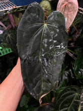 Load image into Gallery viewer, Anthurium Black Widow x Michelle division
