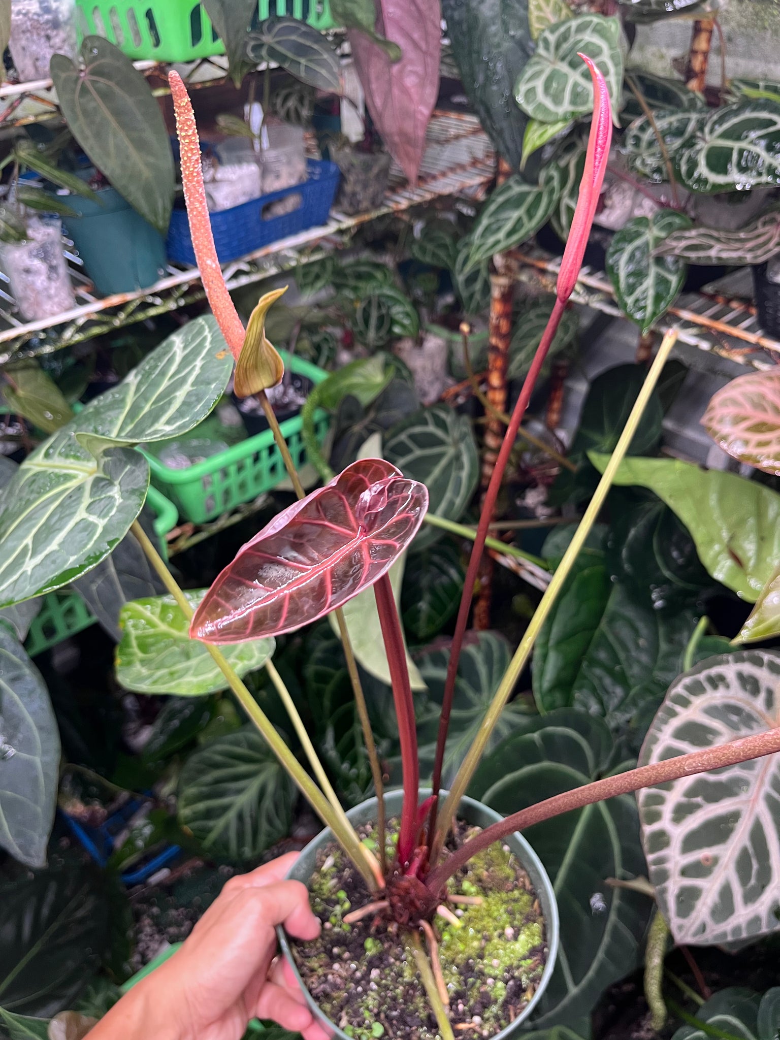 Anthurium Pink Lemonade x Black Widow x Michelle large flowering Anthurium Pink Lemonade x Black Widow x Michelle large flowering
