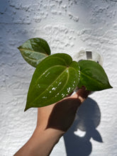 Load image into Gallery viewer, Anthurium Lynette division
