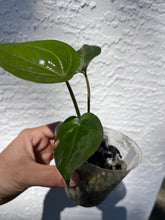 Load image into Gallery viewer, Anthurium Lynette division
