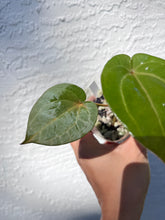 Load image into Gallery viewer, Anthurium Lynette division
